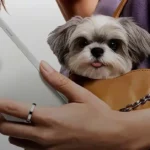 Oppo Find X9 Leak Reveals Prices Before India Launch